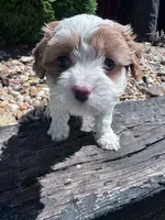 Jasper, a female Cavapoo for sale in Hopkinsville, KY – 5 of 5