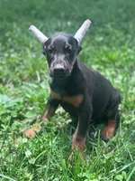 Ace, a male Doberman Pinscher for sale in Hopkinsville, KY – 6 of 6