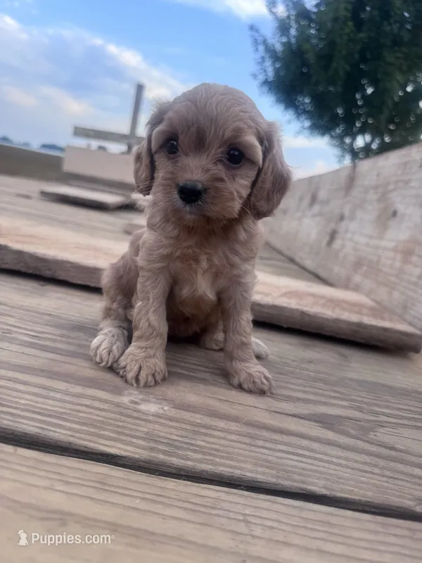 Honey  – Cavapoo puppy for sale in Hopkinsville, KY