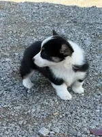 Minnie, a female Pembroke Welsh Corgi for sale in Hopkinsville, KY – 5 of 5