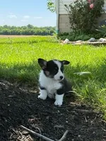 Minnie, a female Pembroke Welsh Corgi for sale in Hopkinsville, KY – 2 of 5