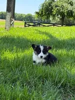 Minnie, a female Pembroke Welsh Corgi for sale in Hopkinsville, KY – 4 of 5