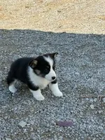 Minnie, a female Pembroke Welsh Corgi for sale in Hopkinsville, KY – 3 of 5