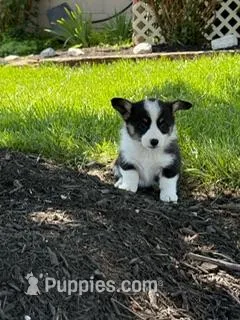 Minnie – Pembroke Welsh Corgi puppy for sale in Hopkinsville, KY