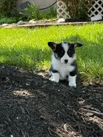 Minnie, a female Pembroke Welsh Corgi for sale in Hopkinsville, KY – 1 of 5