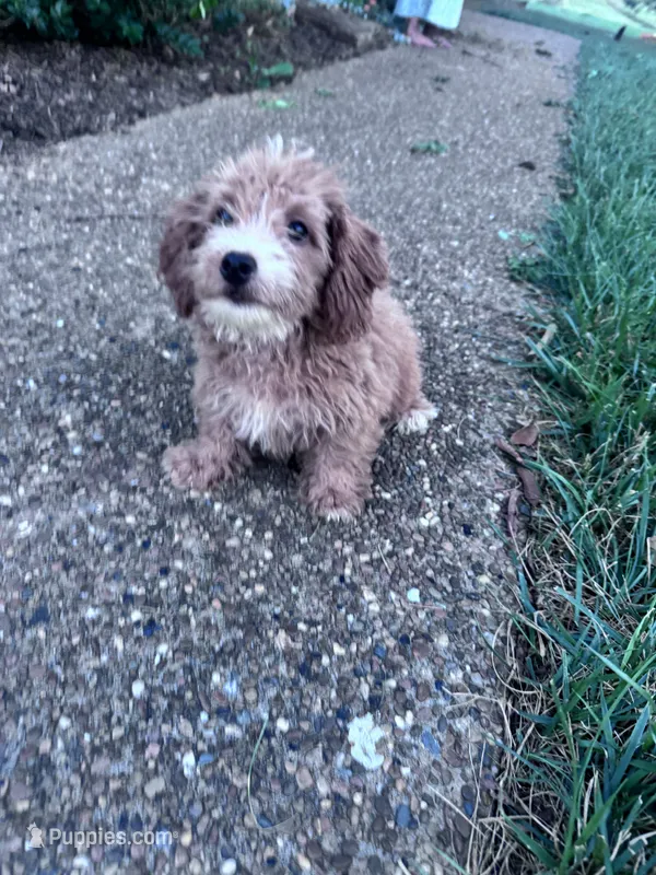 Yeti  – Yorkipoo puppy for sale in Hopkinsville, KY