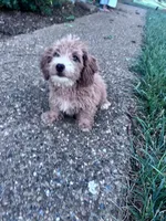 Charlie, a male Yorkipoo for sale in Hopkinsville, KY – 4 of 7