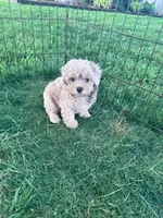Leo, a male Shihpoo for sale in Hopkinsville, KY – 2 of 3