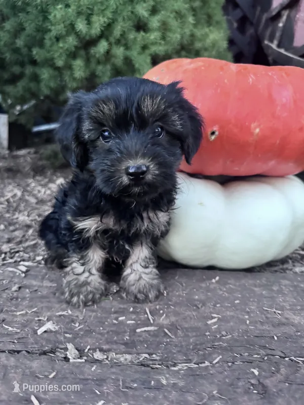 Freddy – Yorkipoo puppy for sale in Hopkinsville, KY
