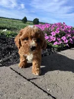 Daisy, a female Cavapoo for sale in Hopkinsville, KY – 2 of 4
