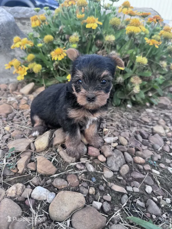 Daisy – Yorkshire Terrier puppy for sale in Hopkinsville, KY