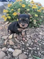 Daisy, a female Yorkshire Terrier for sale in Hopkinsville, KY – 1 of 6