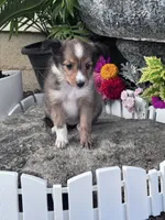 Sofia, a female Shetland Sheepdog for sale in Hopkinsville, KY – 6 of 8