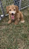 Charlie, a male Yorkipoo for sale in Hopkinsville, KY – 2 of 7
