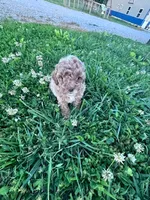 Bunnie, a male Poodle - Miniature  for sale in Hopkinsville, KY – 3 of 4