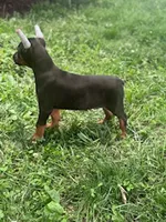 Ace, a male Doberman Pinscher for sale in Hopkinsville, KY – 5 of 6