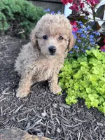 Tinker, a female Yorkipoo for sale in Hopkinsville, KY – 3 of 4