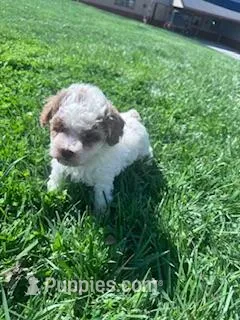 Teddy  – Poodle - Miniature  puppy for sale in Hopkinsville, KY