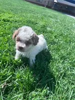 Teddy , a male Poodle - Miniature  for sale in Hopkinsville, KY – Photo 1 of 4
