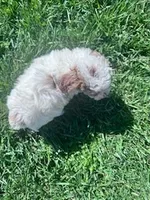 Teddy , a male Poodle - Miniature  for sale in Hopkinsville, KY – Photo 4 of 4