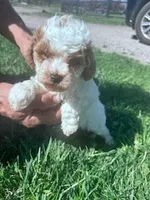 Teddy , a male Poodle - Miniature  for sale in Hopkinsville, KY – Photo 3 of 4