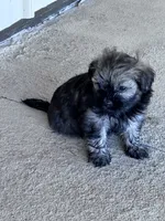 Rico, a male Havanese for sale in Hopkinsville, KY – 4 of 4