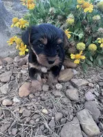 Snoopy , a male Yorkshire Terrier for sale in Hopkinsville, KY – 2 of 4