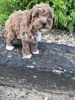 Socks, a female Poodle - Miniature  for sale in Hopkinsville, KY – 3 of 5