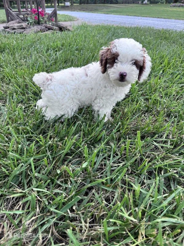 Max – Poodle - Miniature  puppy for sale in Hopkinsville, KY