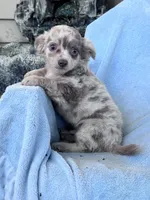 Peewee, a male Chihuahua for sale in Hopkinsville, KY – 5 of 7
