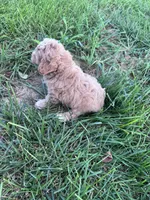 Biscuit , a male Cockapoo for sale in Hopkinsville, KY – 4 of 4