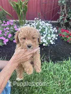 Sugar – Bichpoo puppy for sale in Hopkinsville, KY