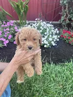 Sugar, a female Bichpoo for sale in Hopkinsville, KY – 1 of 3