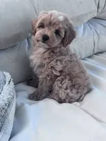 Pebbles, a female Yorkipoo for sale in Hopkinsville, KY – 2 of 7