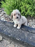 Daisy, a female Cockapoo for sale in Hopkinsville, KY – 4 of 5