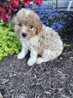 Peanut, a male Yorkipoo for sale in Hopkinsville, KY – 7 of 7