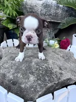 Rudy, a male Boston Terrier for sale in Hopkinsville, KY – 4 of 5