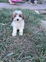 Pebbles, a female Poodle - Miniature  for sale in Hopkinsville, KY – 2 of 7