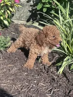 Teddy Bear, a male Poodle - Miniature  for sale in Hopkinsville, KY – 2 of 5