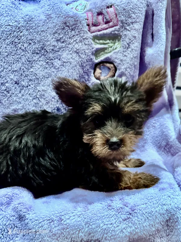 Daisy – Yorkshire Terrier puppy for sale in Hopkinsville, KY