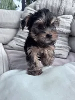 Ziggy, a male Yorkshire Terrier for sale in Hopkinsville, KY – 2 of 8