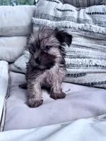 Daisy Mae, a female Yorkshire Terrier for sale in Hopkinsville, KY – 4 of 5