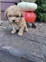 Annie, a female Poodle - Miniature  for sale in Hopkinsville, KY – 4 of 4