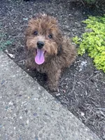 Snuffy, a male Yorkipoo for sale in Hopkinsville, KY – 3 of 5