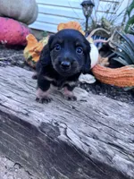 Frankie , a male Miniature Dachshund for sale in Hopkinsville, KY – 4 of 6