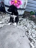 Oreo, a female Pembroke Welsh Corgi for sale in Hopkinsville, KY – Photo 3 of 5