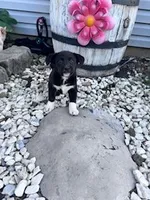 Oreo, a female Pembroke Welsh Corgi for sale in Hopkinsville, KY – Photo 5 of 5
