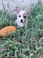 Cooper, a male Pembroke Welsh Corgi for sale in Hopkinsville, KY – 5 of 5