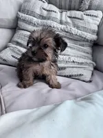 Coco, a female Yorkshire Terrier for sale in Hopkinsville, KY – 3 of 5