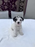 Casper, a male Yorkshire Terrier for sale in Hopkinsville, KY – 3 of 5